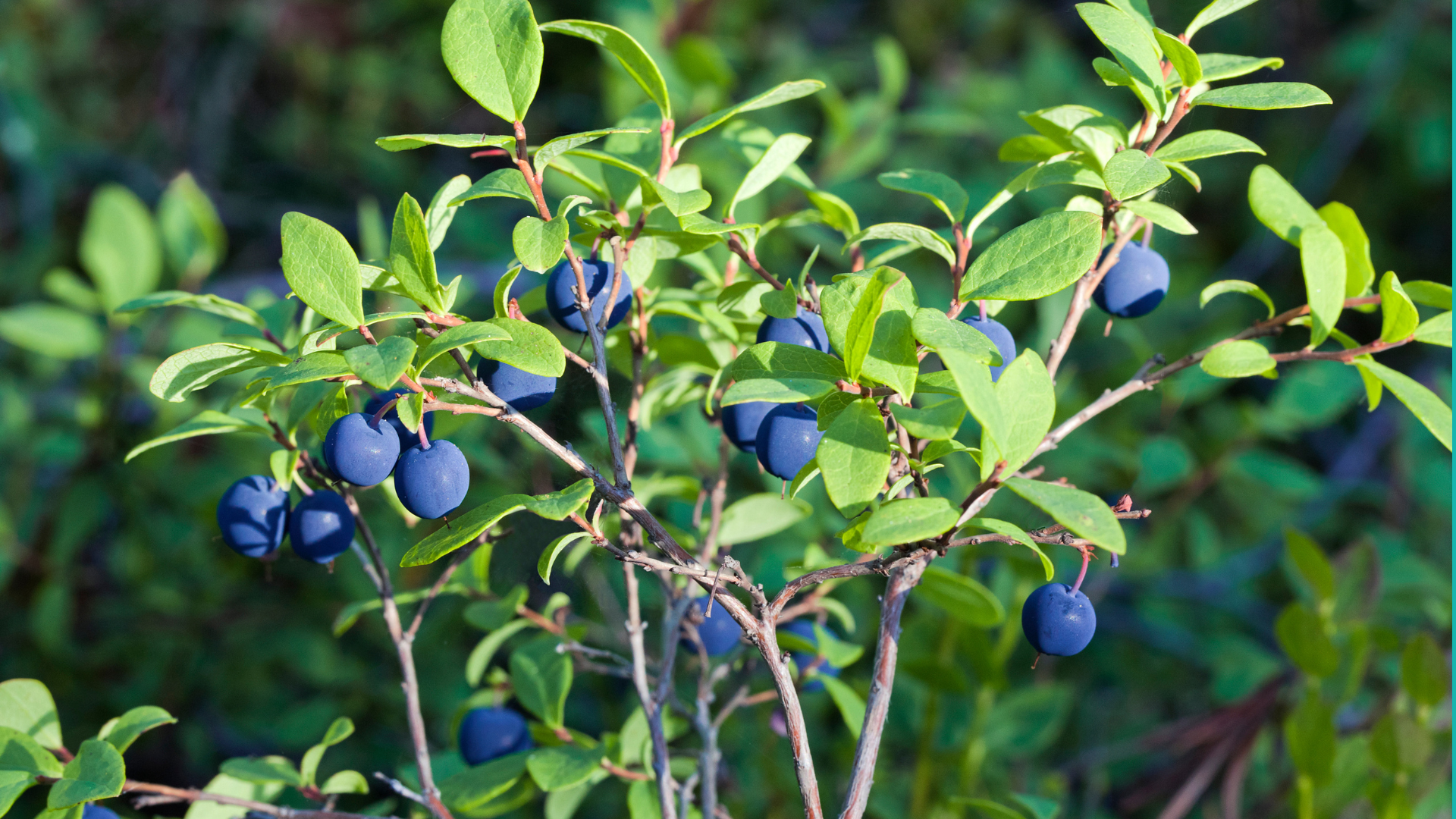 Berry Success Class