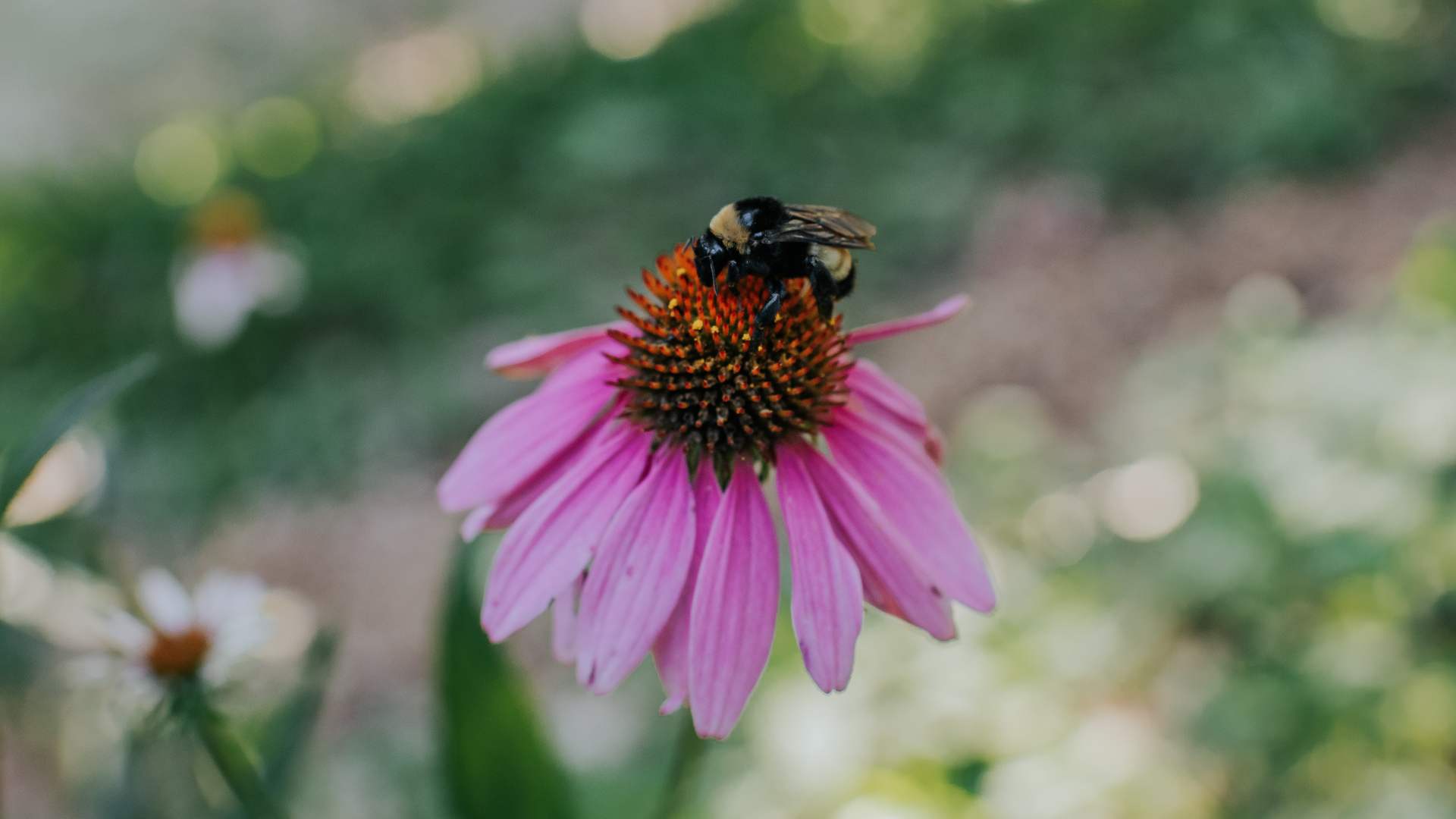 Seed Science Series | Bees and Other Important Pollinators