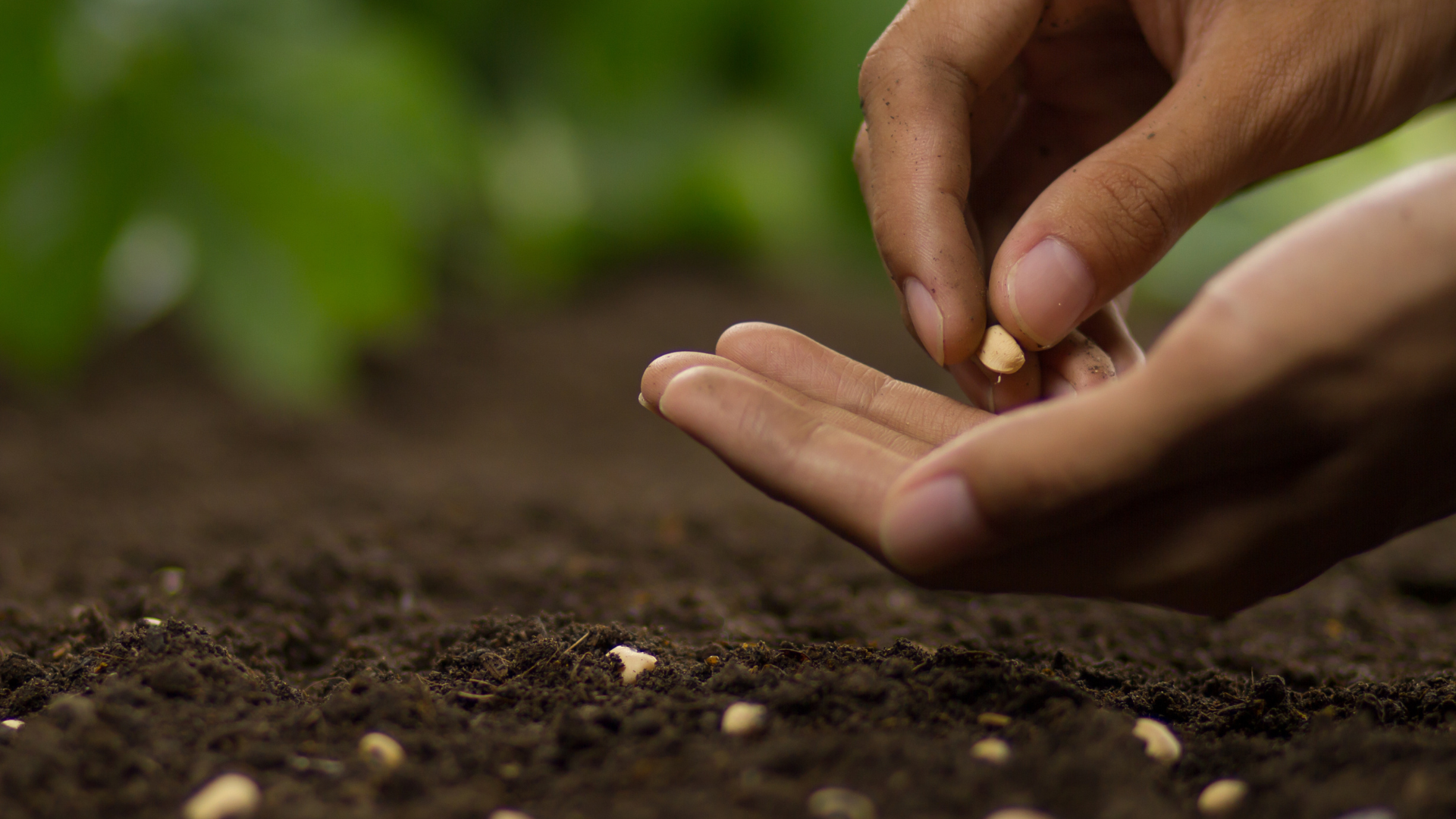 Seed Science Series | Seed History