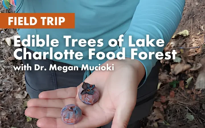 Field Trip: Edible Trees of Lake Charlotte Food Forest with Dr. Megan Mucioki