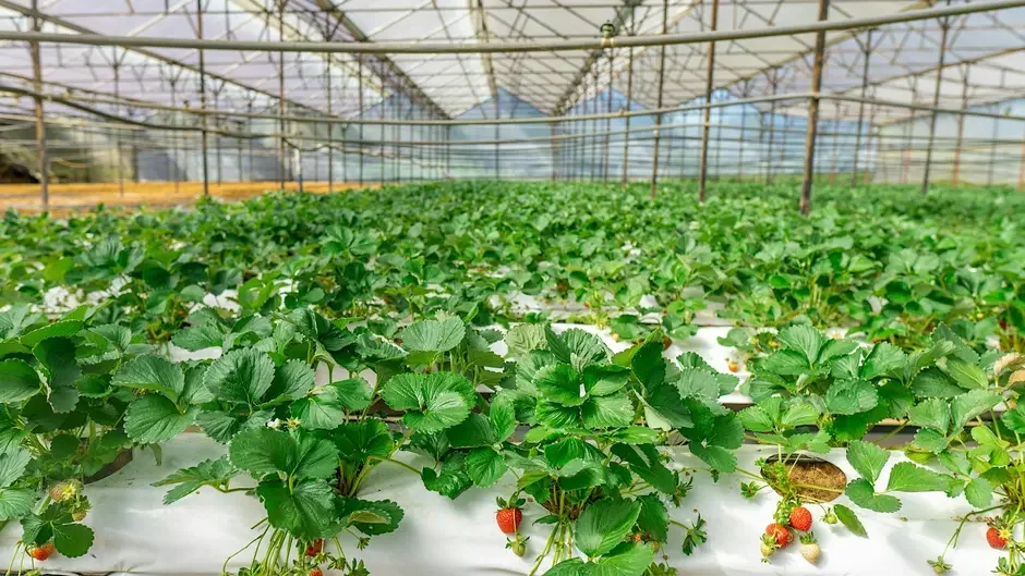 Hydroponics Symposium