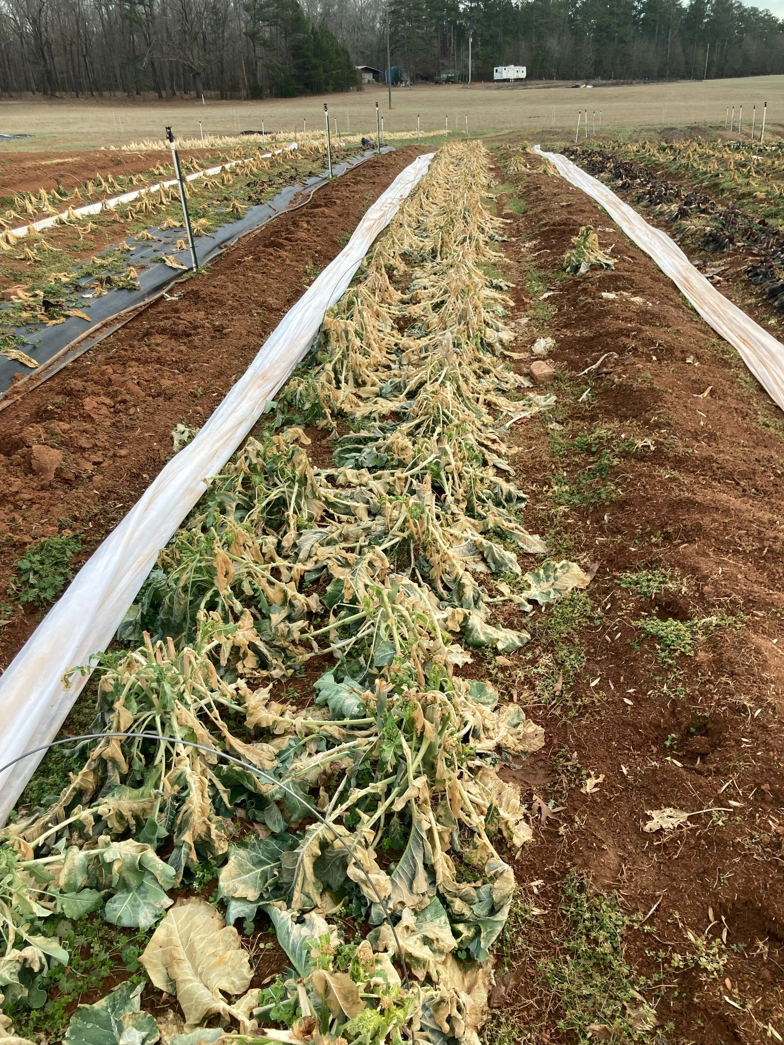 Effort to help metro area farmers hit hard by the December freeze - WSB-TV