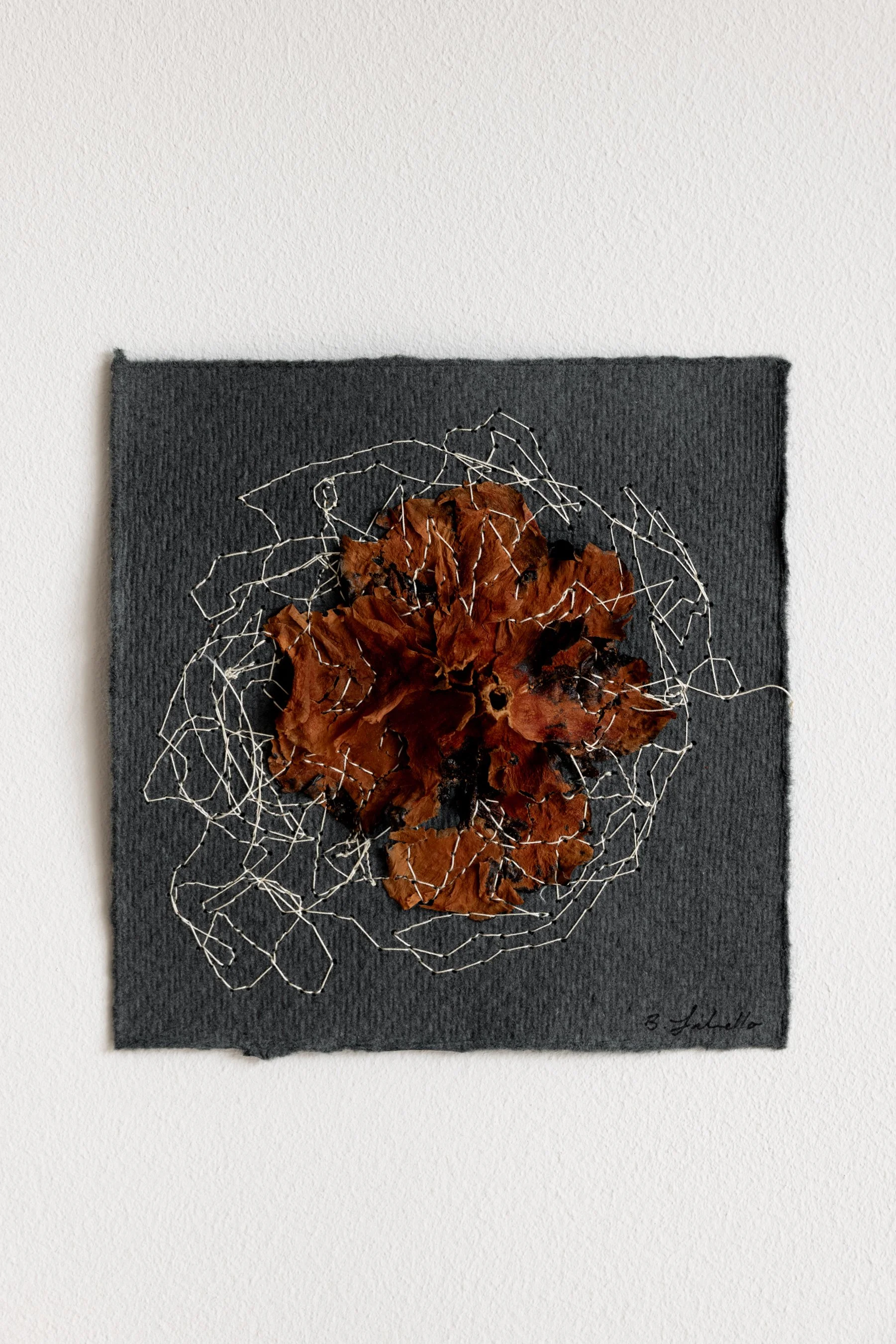  Camellia, No. 5 , 2025
 
Dried flower & thread on paper
 
 4.6875" x 4.6875" 