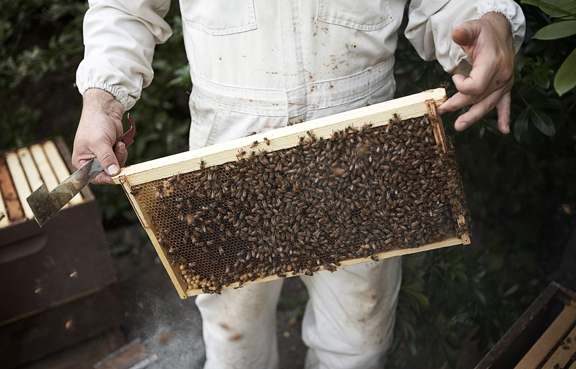 HoneyBees_v2.jpg