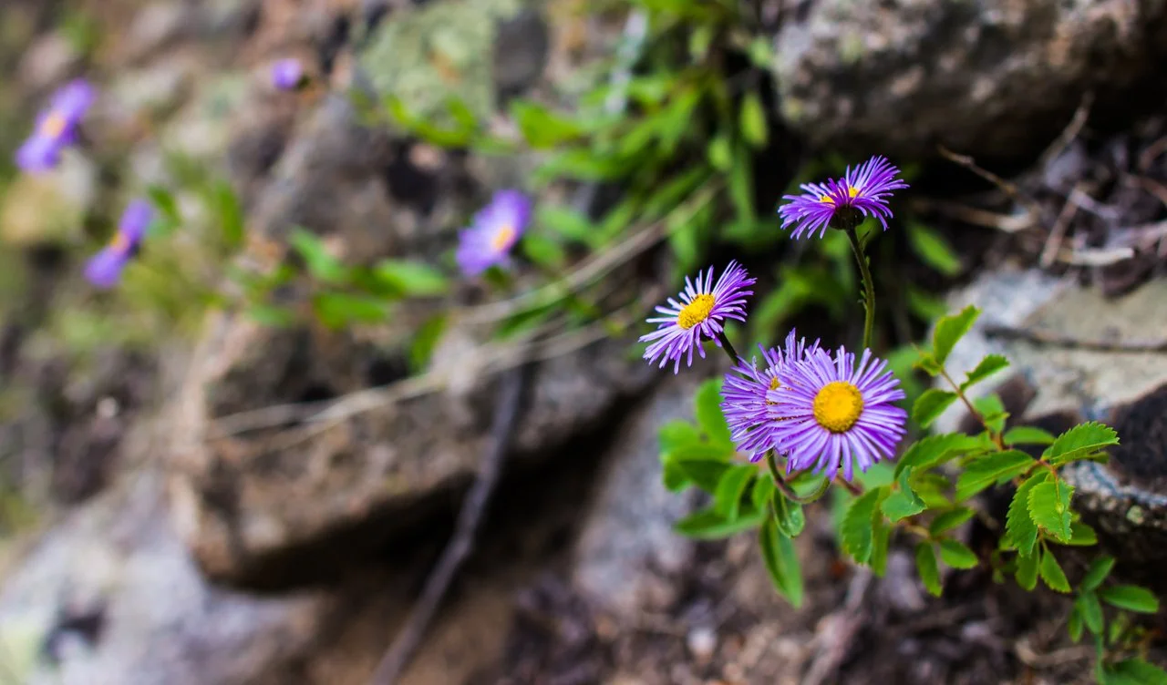 Colorado July 2015-22.jpg