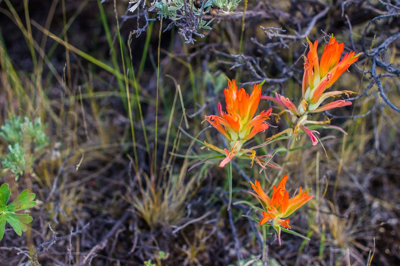 Colorado July 2015-34.jpg