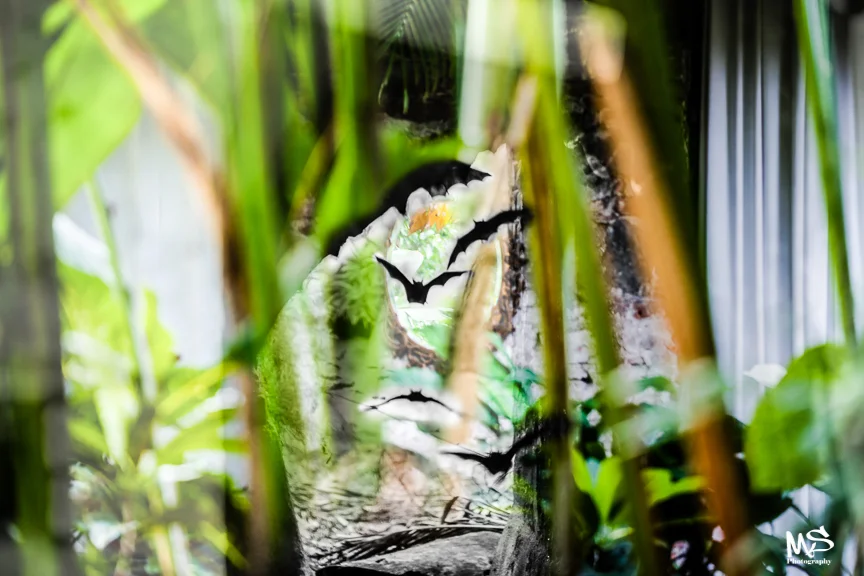 chauve souris-6-7.jpg