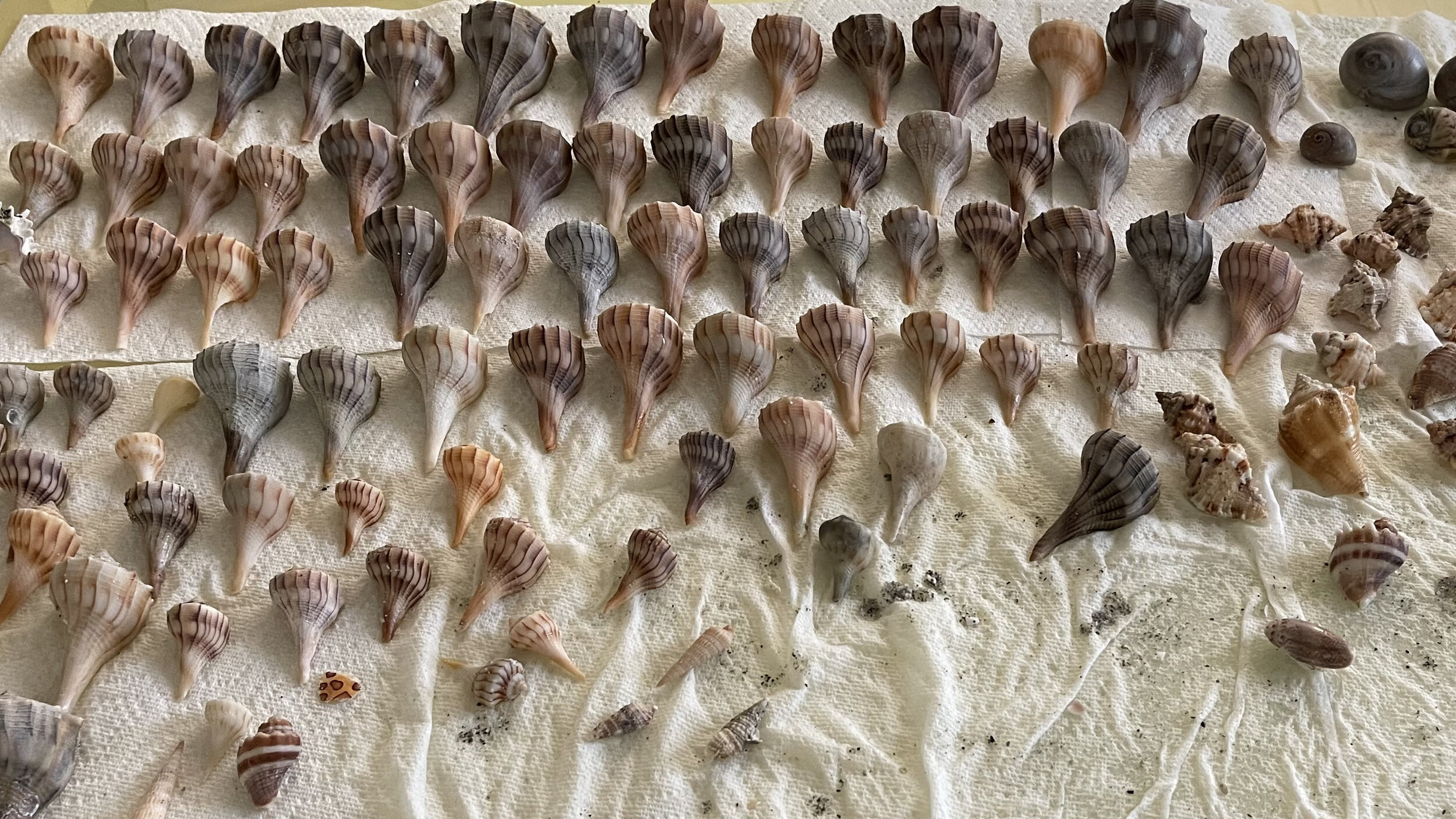 A good day shelling