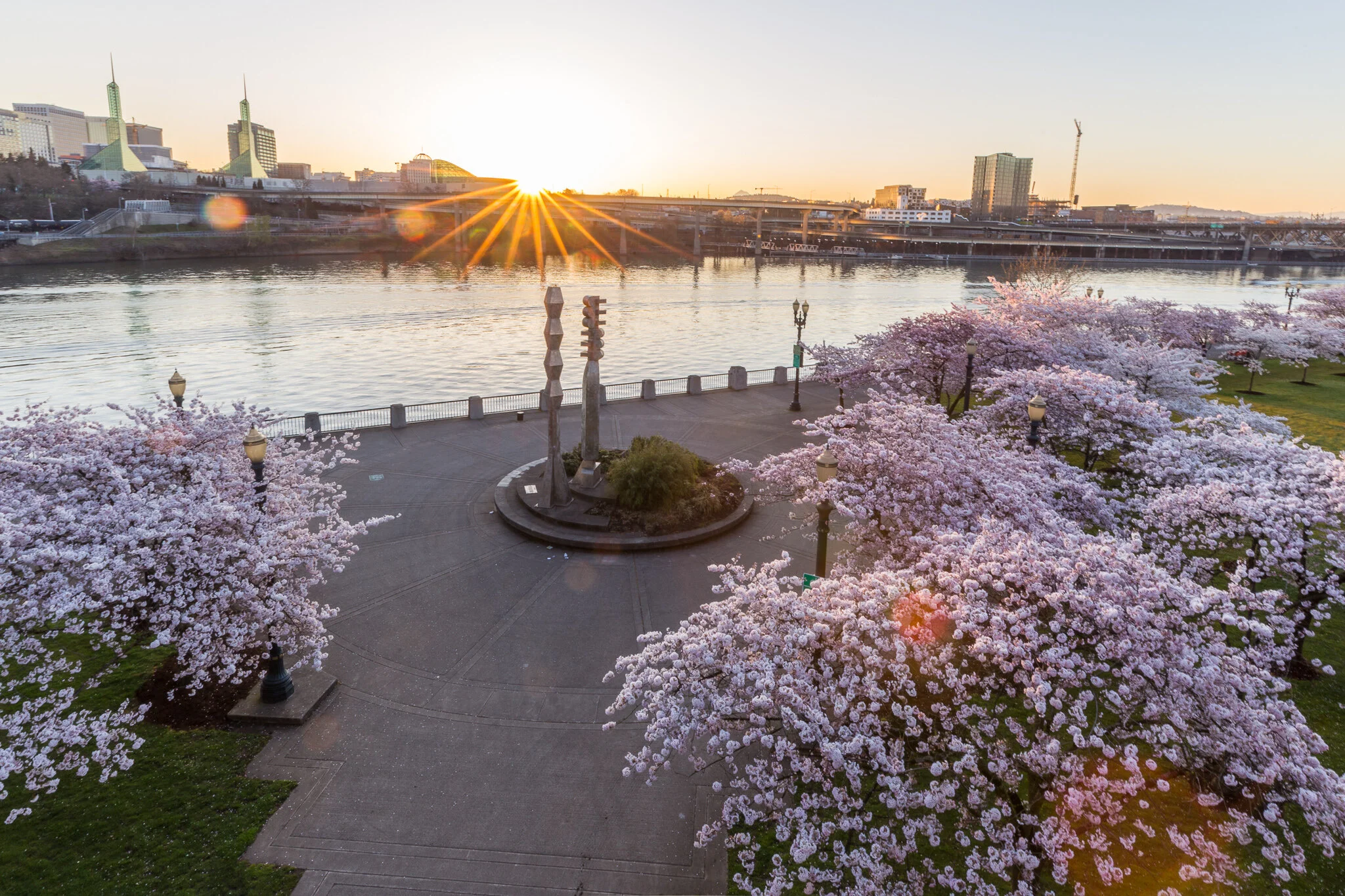 Cherry Blossoms - Waterfront Park, Portland, Oregon