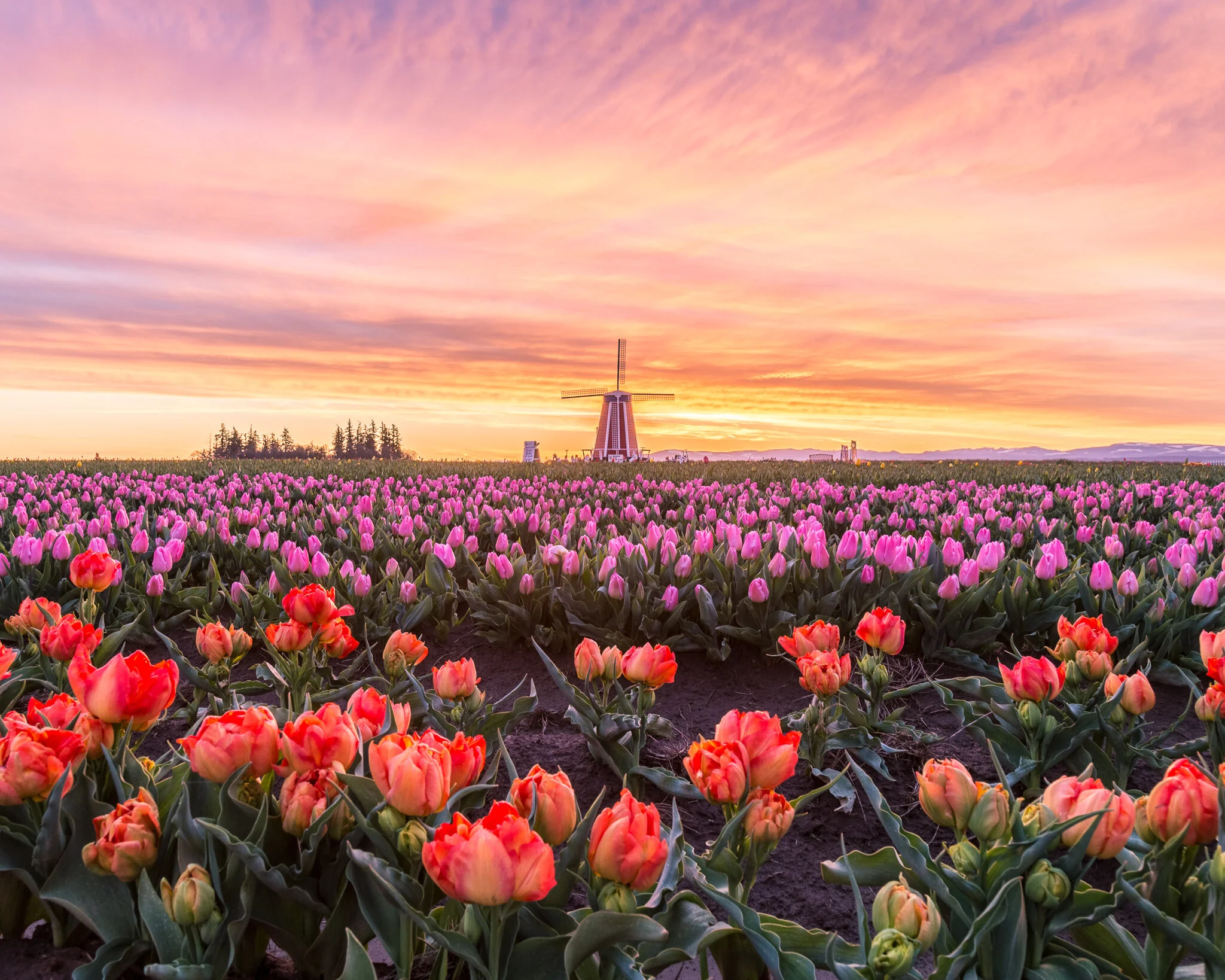 Wooden Shoe Tulip Festival, Woodburn, Oregon