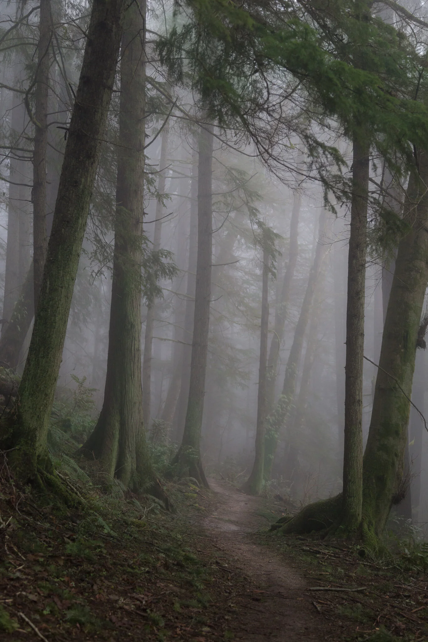 Fog on the Wildwood Trail, Forest Park, Portland, Oregon