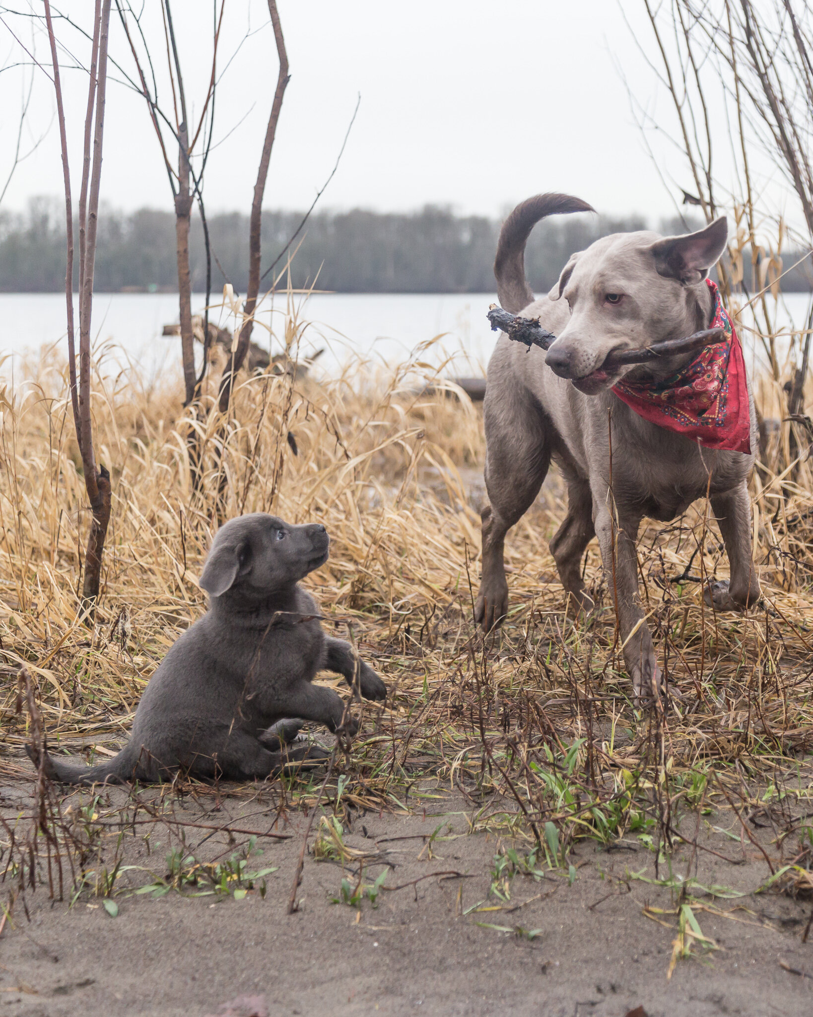 Playtime on Sauvie Island, Oregon