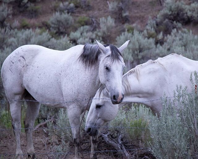 Horse friends in a canyon waiting for the morning sun to rise over the ridge.