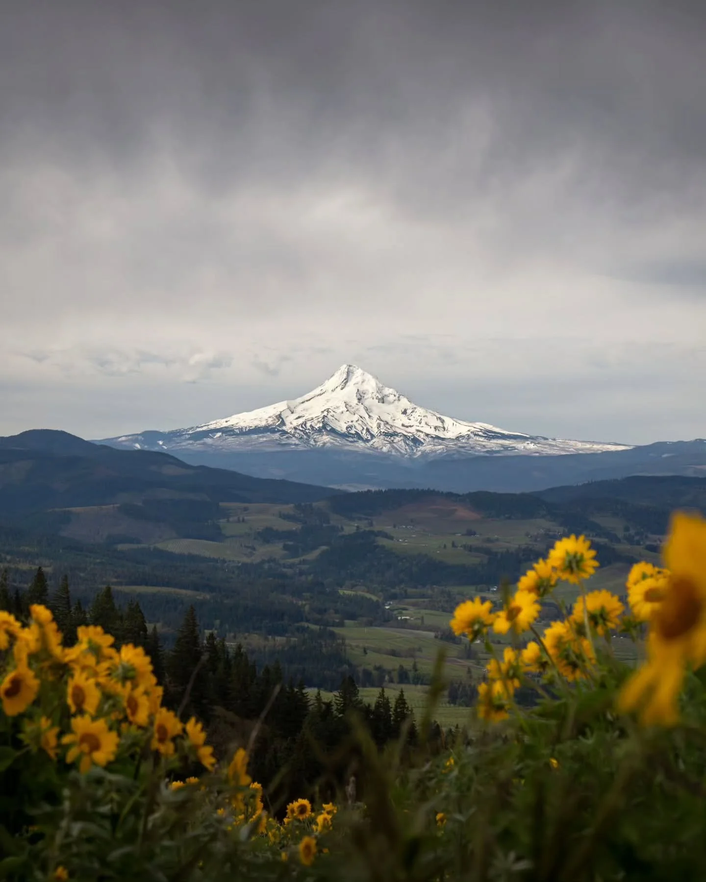 Thanks @chrisfairleyphotography for a great suggestion. Hood River is beautiful this time of year. I missed the fruit tree blooms again, but there's always something nice to see out here.

#hoodriver #columbiarivergorge #mthoodterritory #oregonexplor