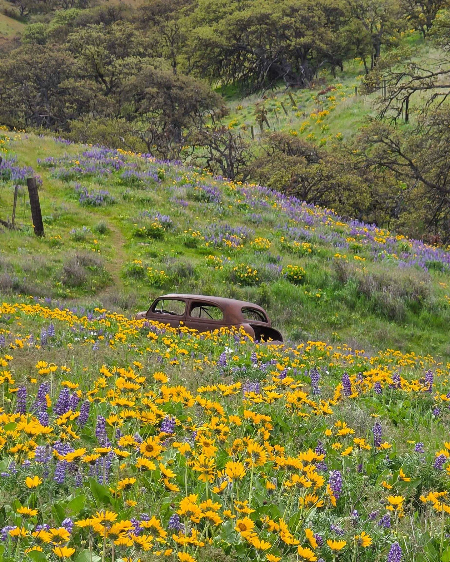 The gorge is such a vibrant place this time of year before the heat of summer sets in. Its amazing how much life springs up in these hills.

#cascadiaexplored #portlandnw