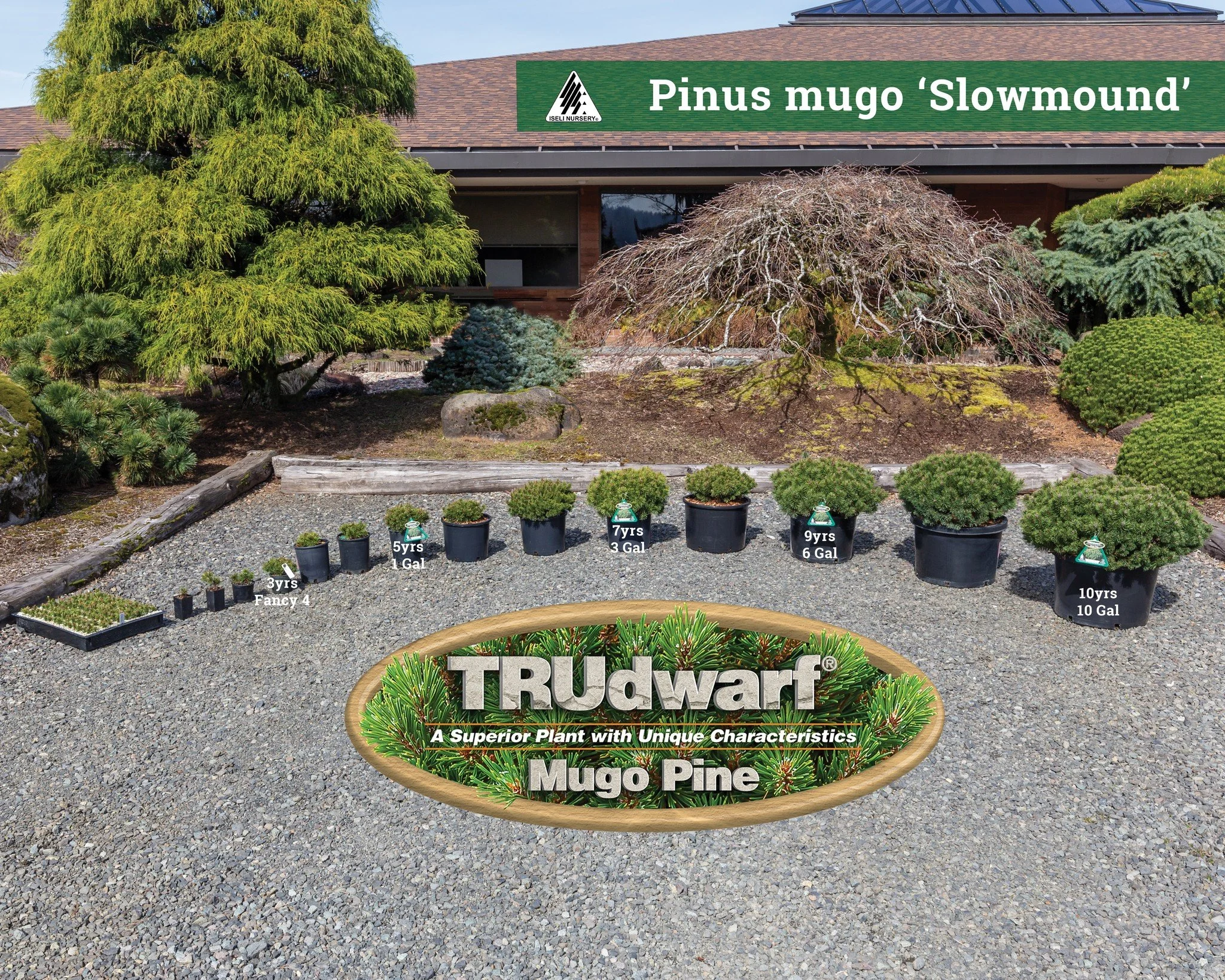 Pinus mugo 'Slowmound' time progression