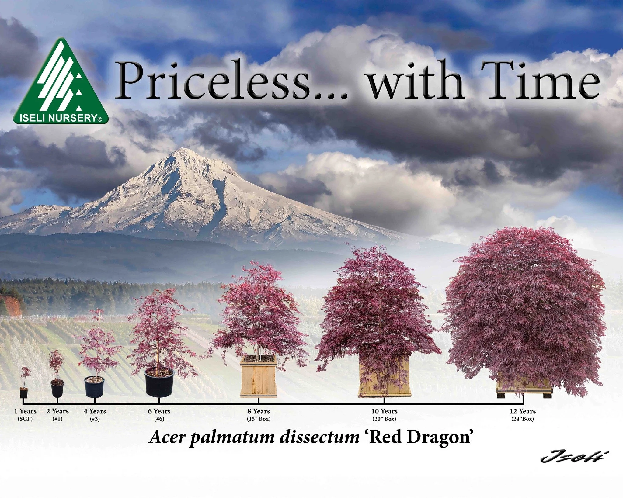 Acer palmatum diessectum 'Red Dragon' time progression