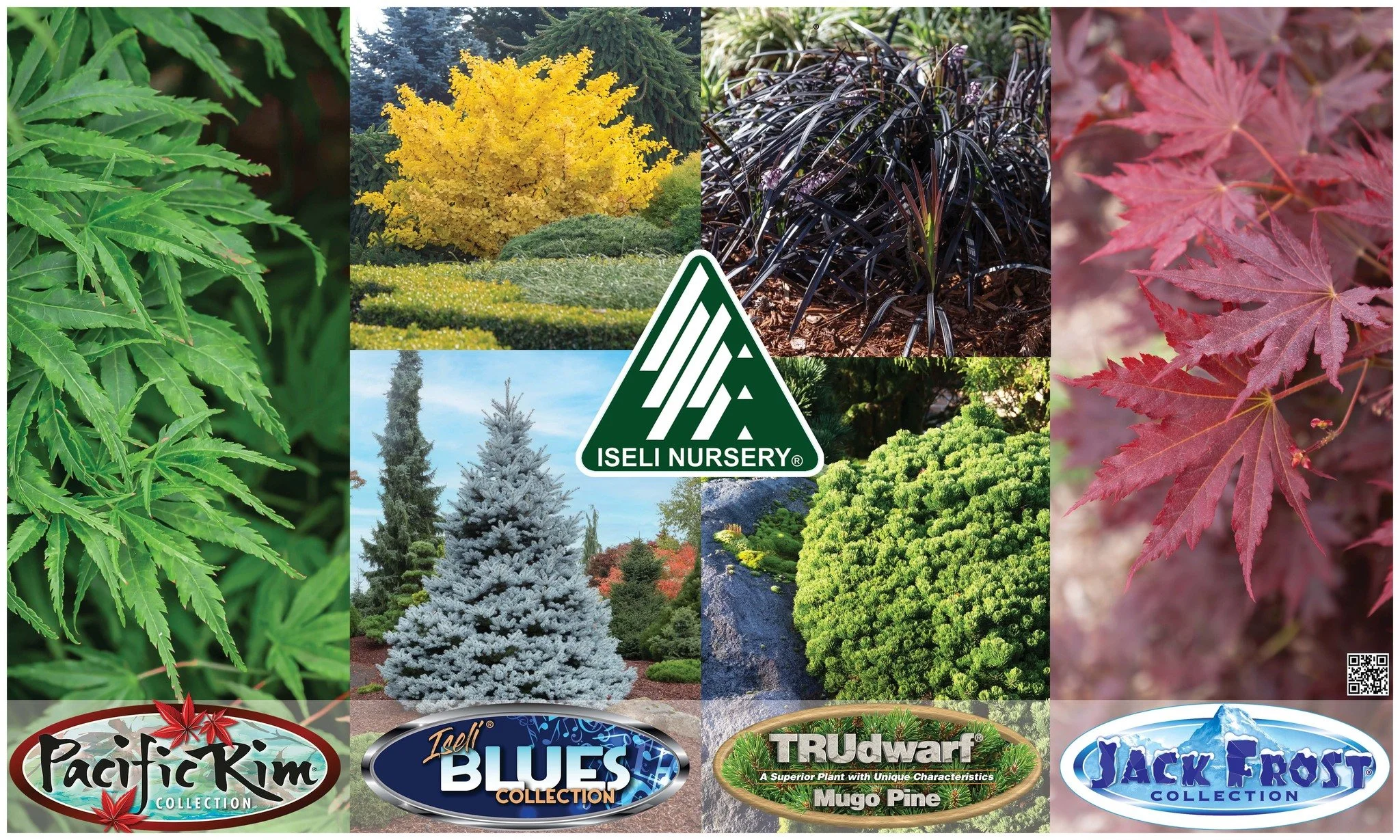 5' x 3' Banner Graphic