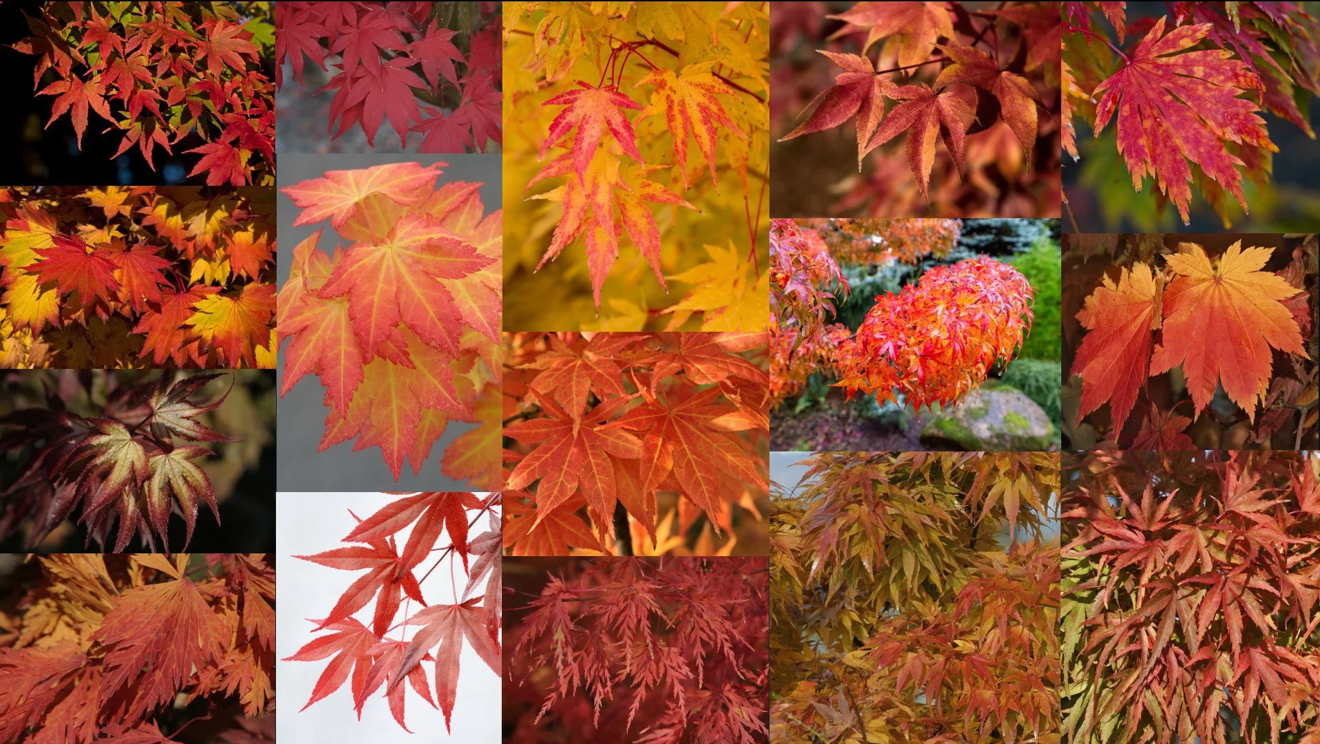 Japanese Fall Color Graphic
