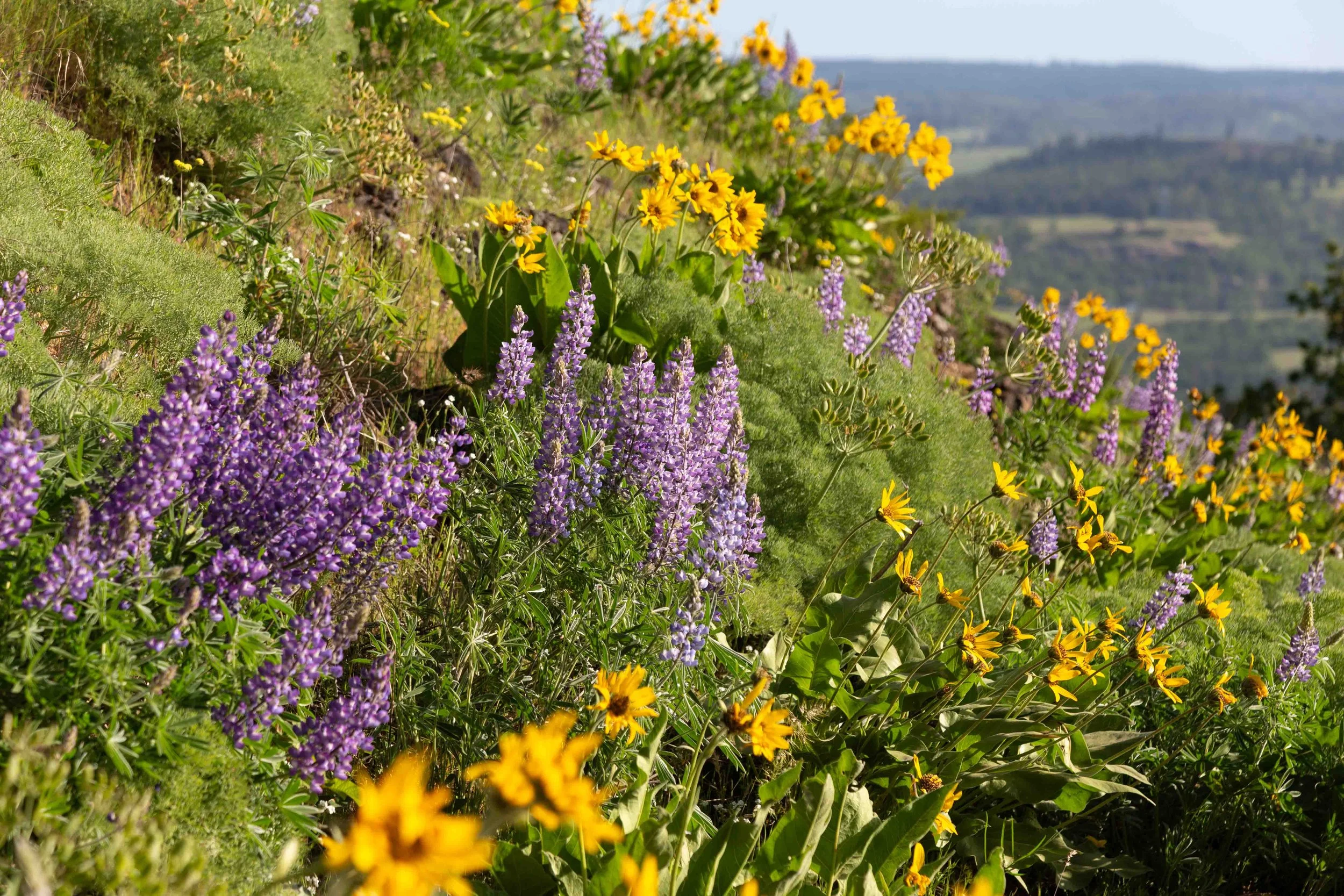 Image 1 2025.jpg