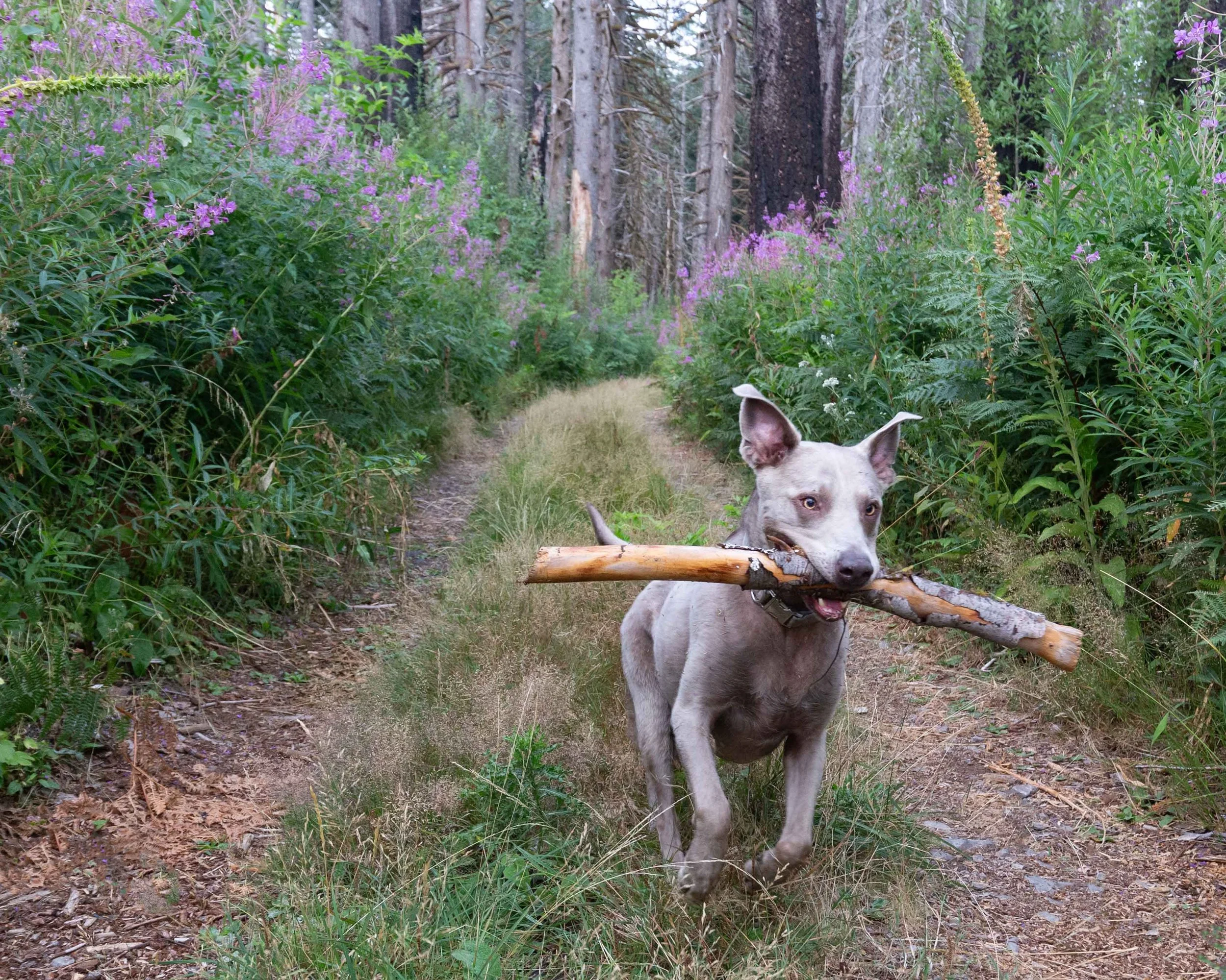 Murphy with Stick and Fire Weed.jpg