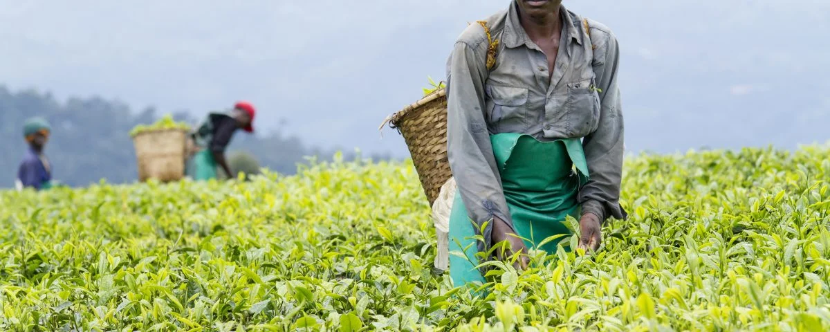 It Takes a Village Africa _Agriculture.jpg