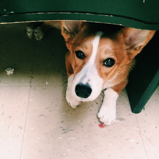 Maybie hiding at the vet. 
