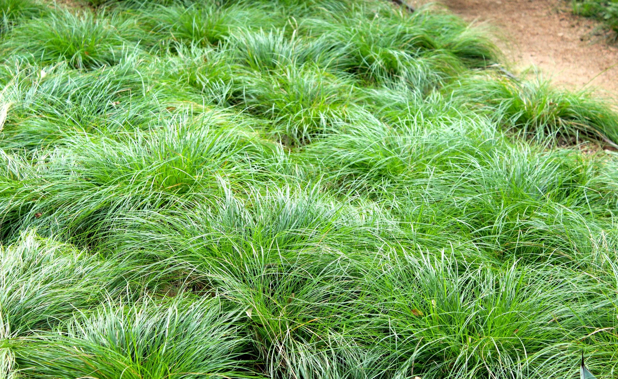 BERKELEY SEDGE