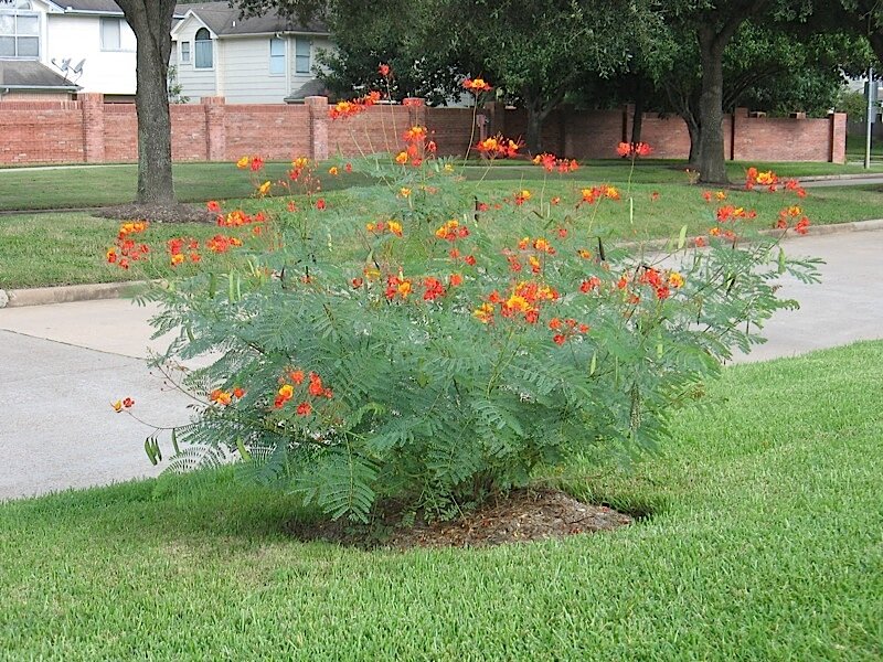 PRIDE OF BARBADOS