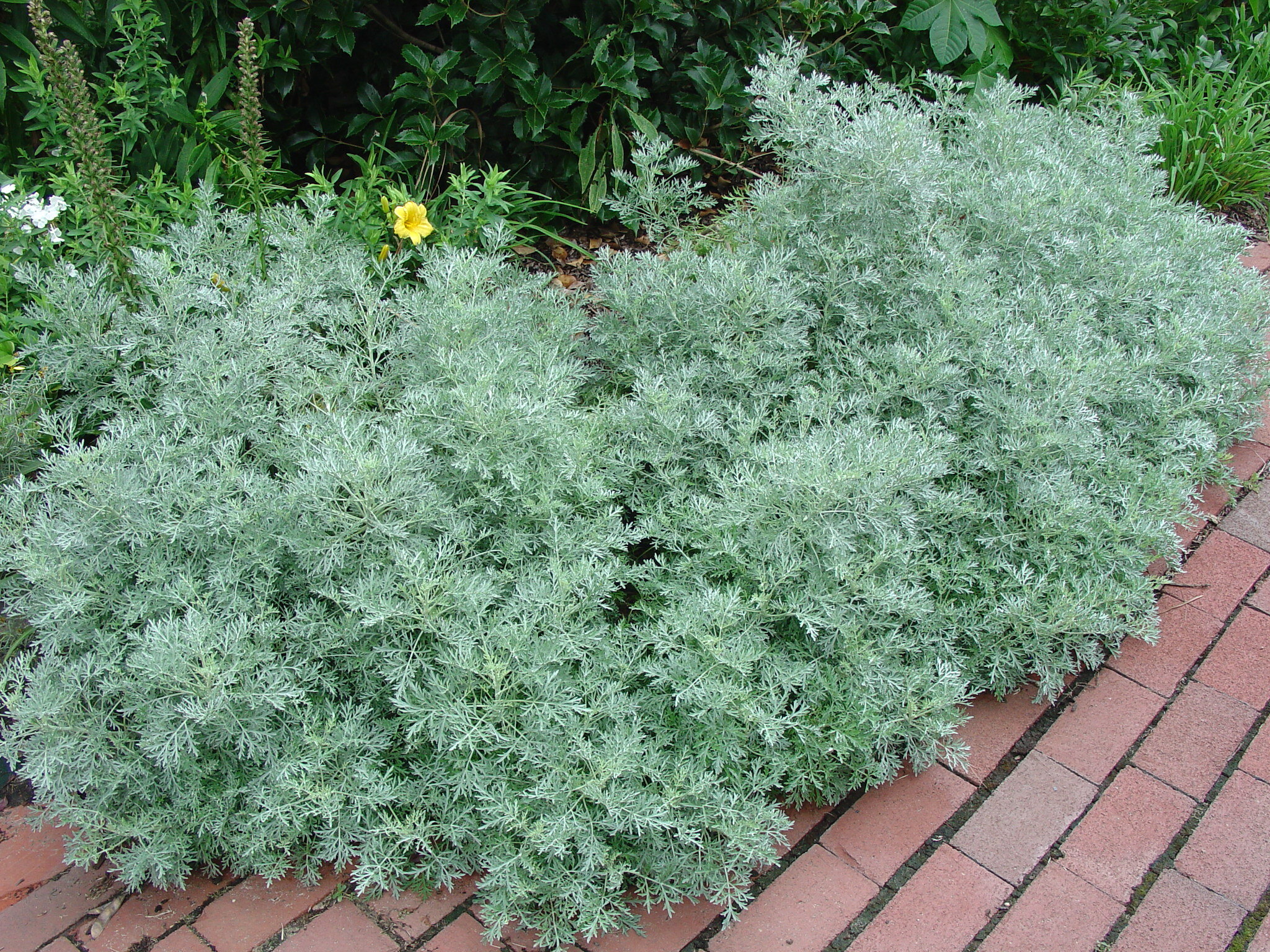 POWIS CASTLE ARTEMESIA