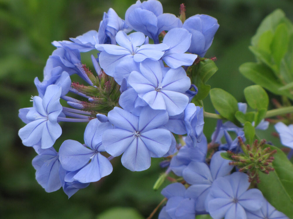 BLUE PLUMBAGO