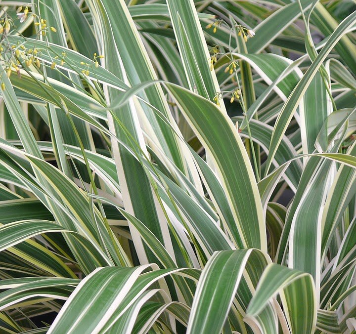 VAR. DIANELLA