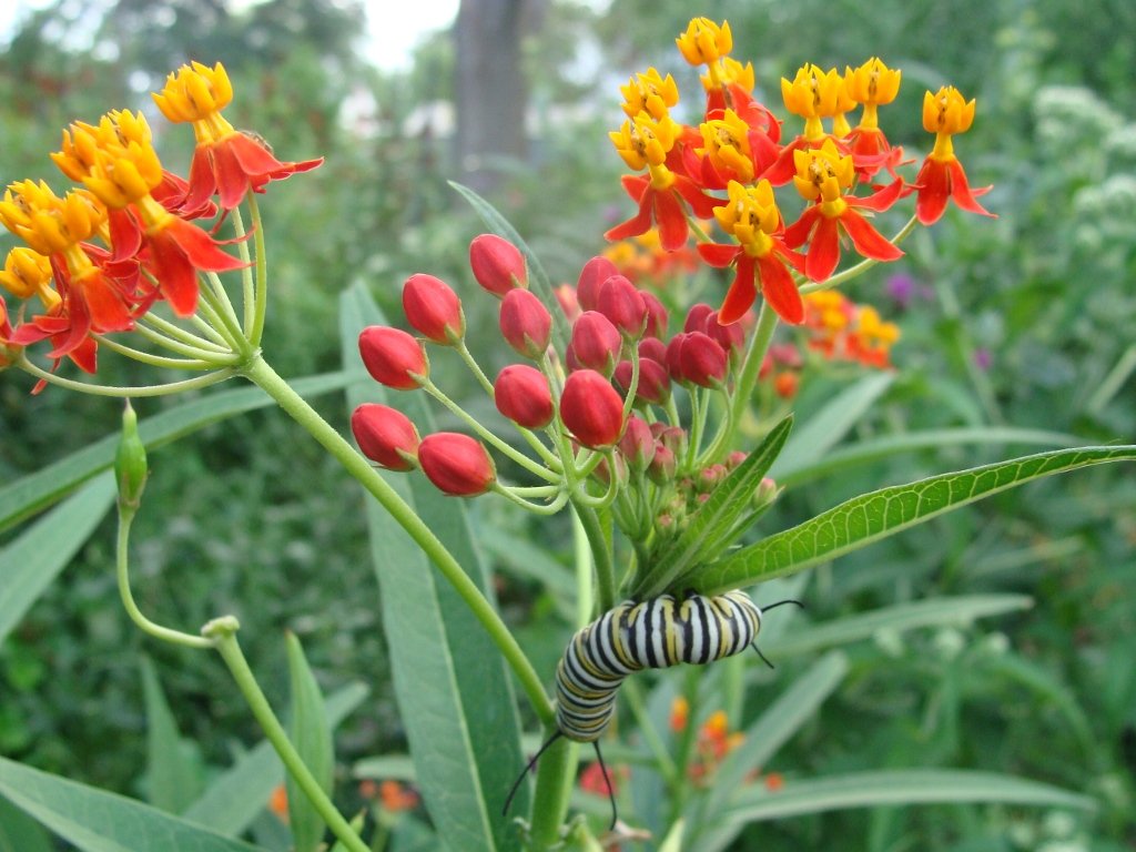 TROPICAL MILKWEED