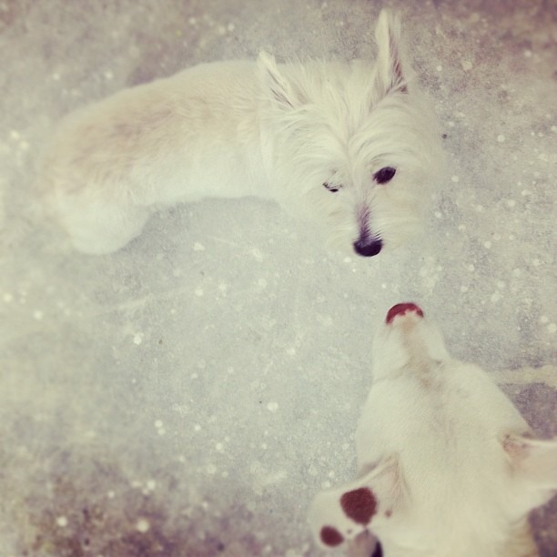 white on white aka Leelee &amp; Lola (Taken with Instagram)