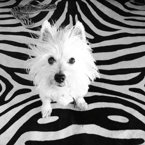 #Leelee #zebra #optical #design #houseofscandalous @eloyflores @eleni_despina  (Taken with Instagram)