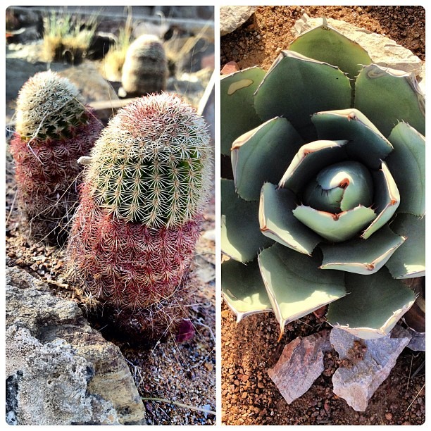#Chihuahuan #Botanical #Desert #Gardens #leftbrain #rightbrain #male/female #plants #sexy #spiky #diptic #desertlove