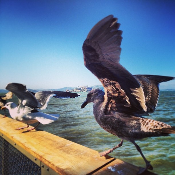 #takingabreak #fresh #sea #breeze #FishermensWharf #birdwatching #pierlife #seagull #gaviota #wings #vuelo #volandovengovolandovoy (at Musée Mécanique)