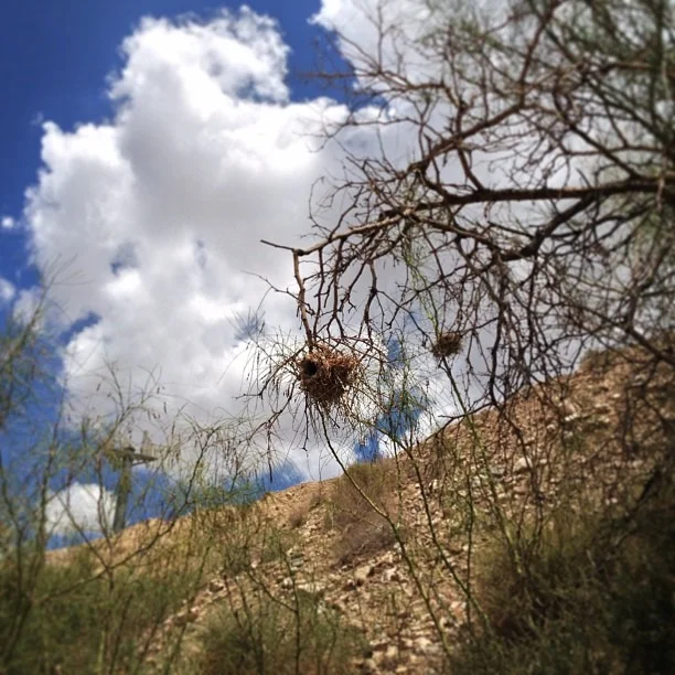 #wild #birdnest on the border #nature walk #nofilteralllove