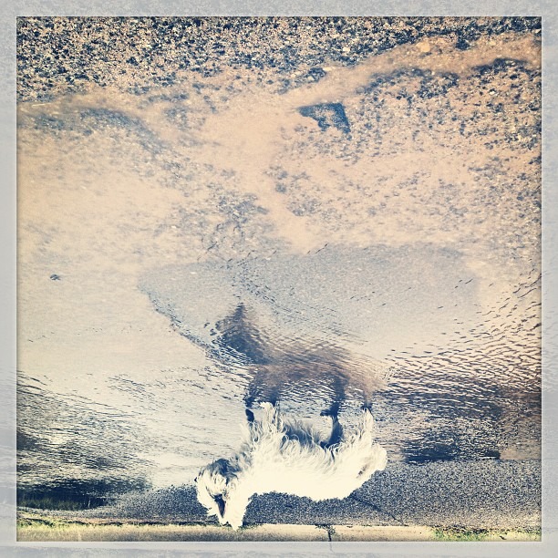 #walking on the #clouds w/ the #Leelee in the #light #summer #rain #reflection #road from the #mountain #pour #westiesofinstagram #westie #love