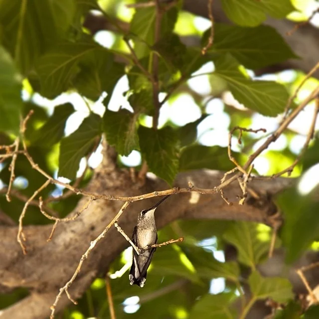 #bk #studio on a design marathon/binge for future projects. Found this #gem in my #wildlife #hummingbird #photo archives #callingonthespring