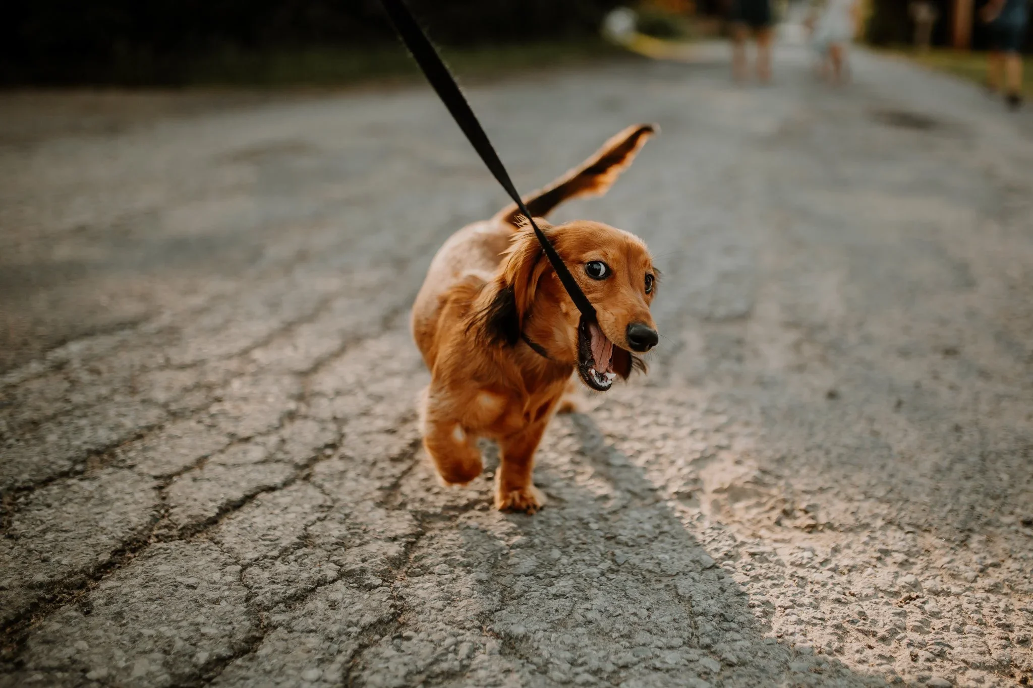 photographe-animaux-famille-chien-boisbriand-blainville-1.webp