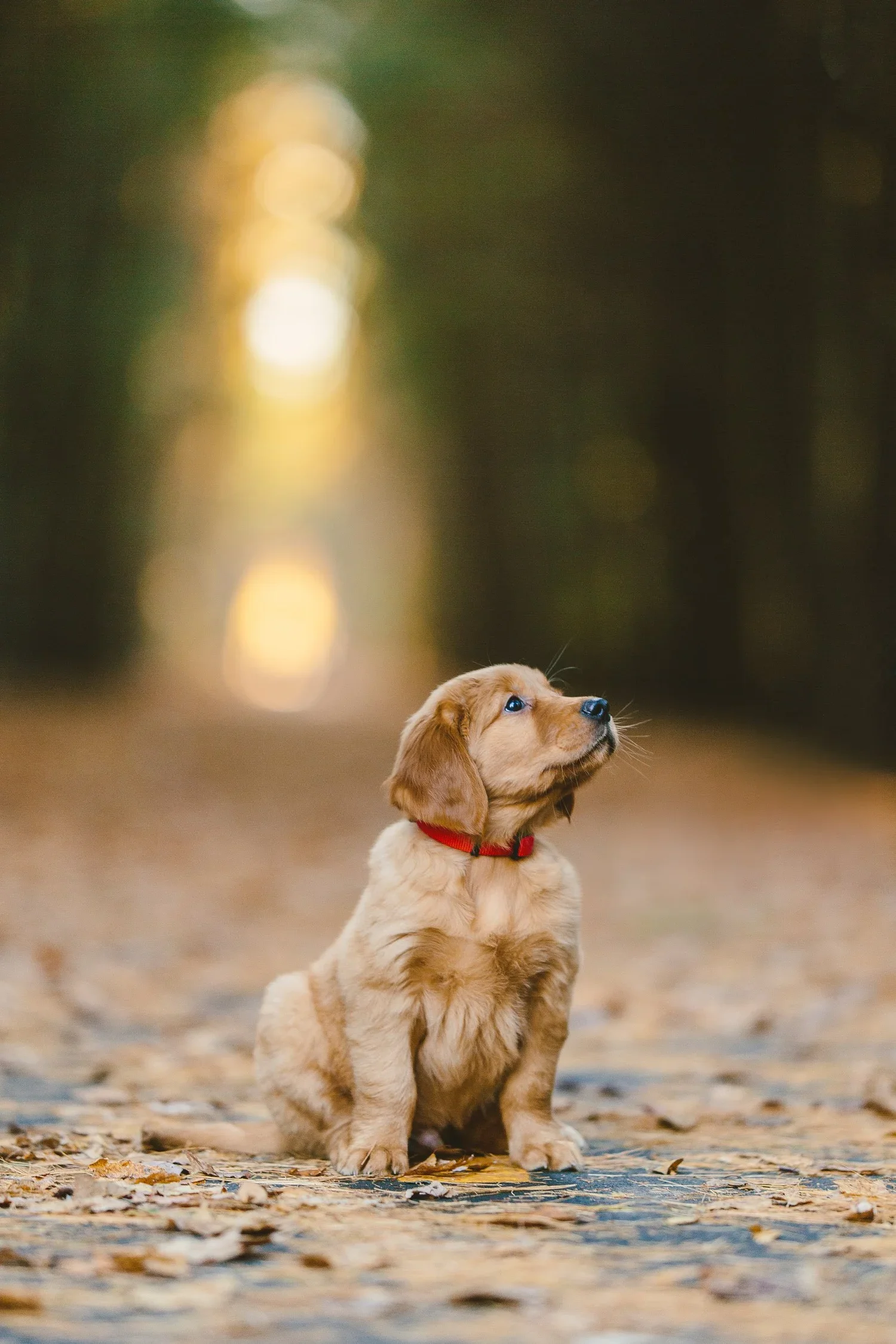 seance-photo-automne-avec-chien-golden-retreiver-1.webp