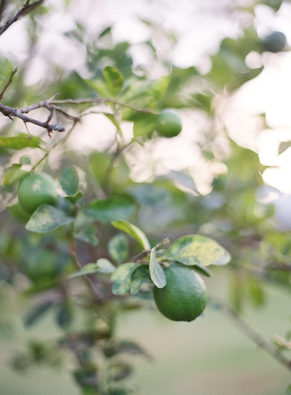 Hacienda el Carmen Jose Villa