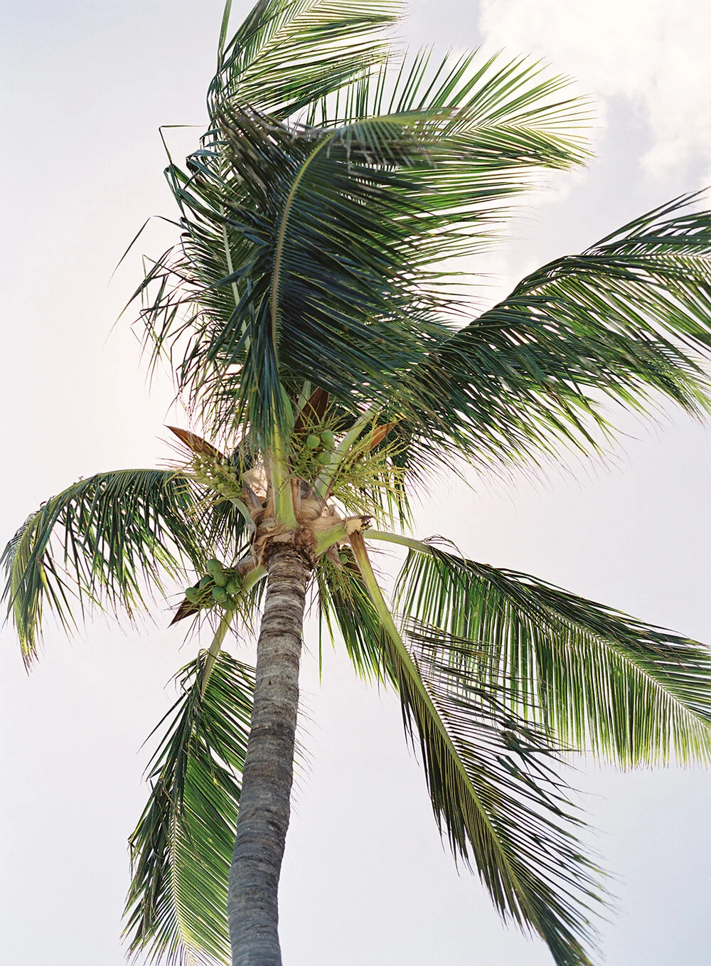 Ocean Club Bahamas Luxury Wedding