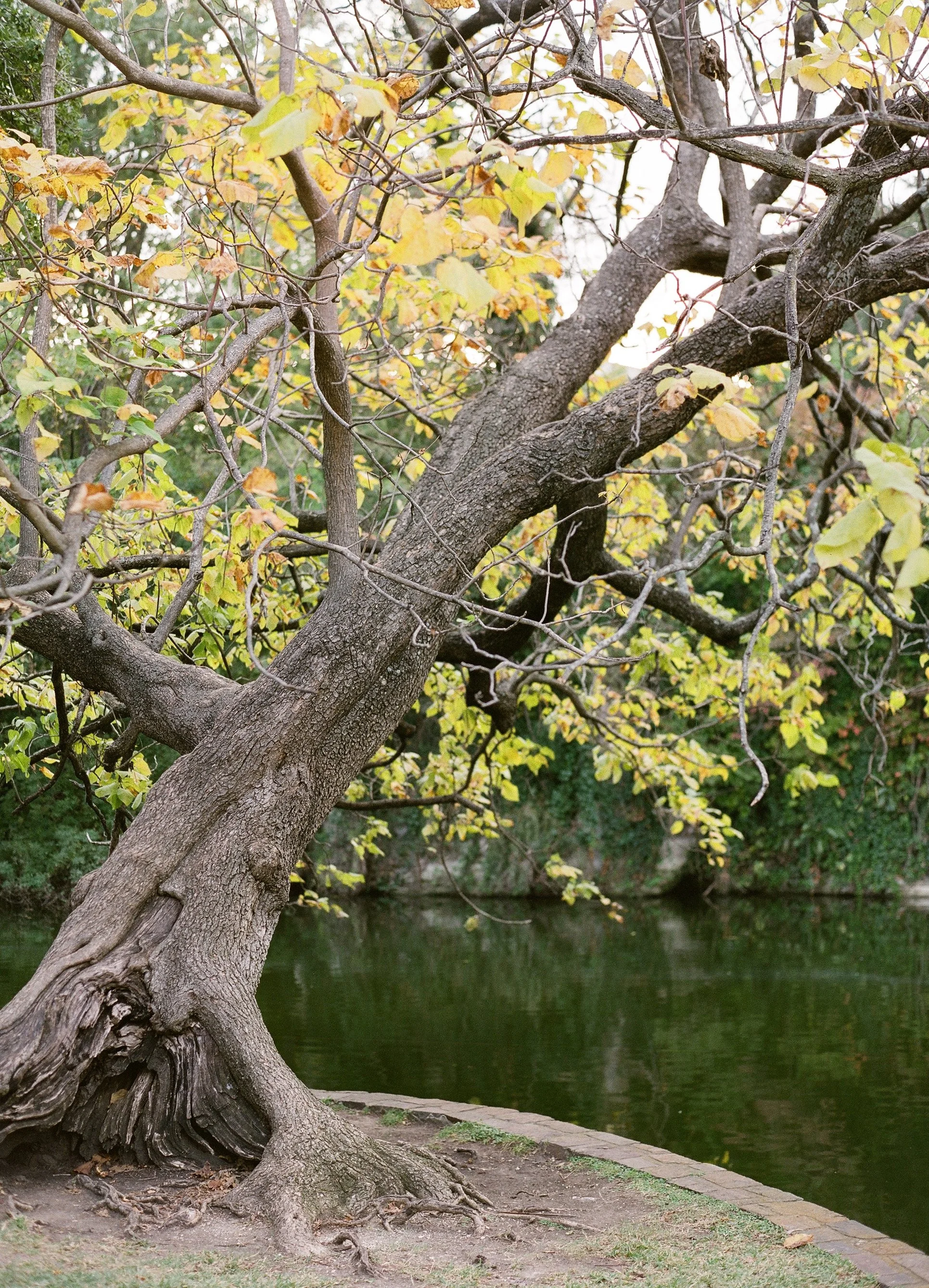 24 - Golden Fall Tree by the Lake Dallas.jpg