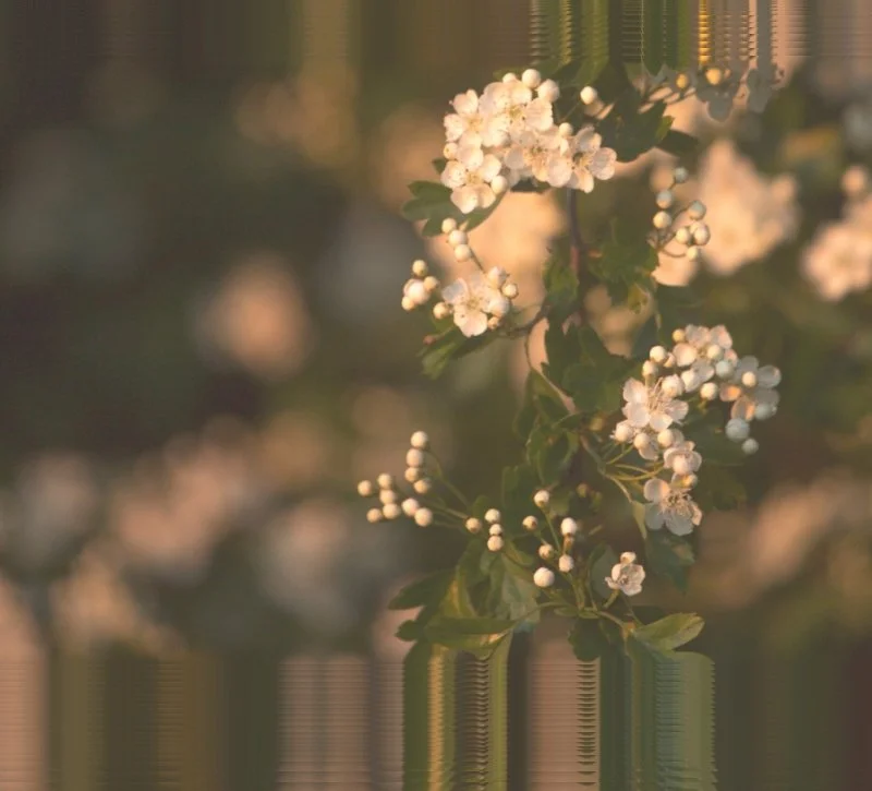 Sundays are for... Eafhm