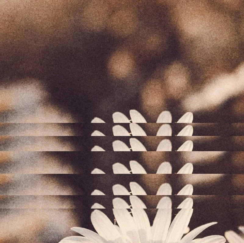 Sundays Are For... Orca Silent