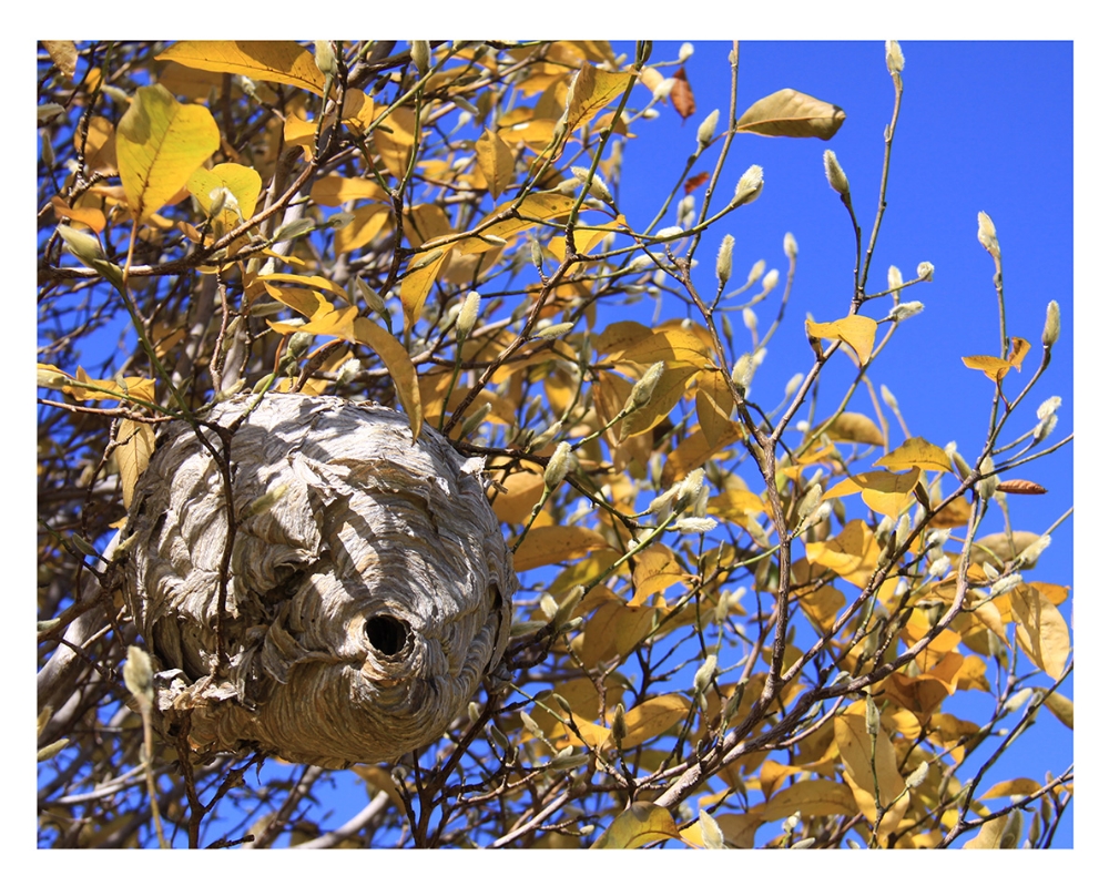  The Hive  © Bill Blansett; Hidden Homes 