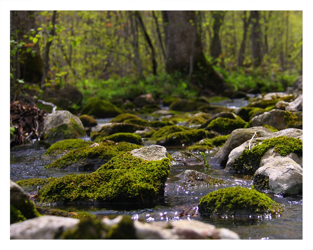  Mossy Rocks  © Bill Blansett; I'm Dreaming 