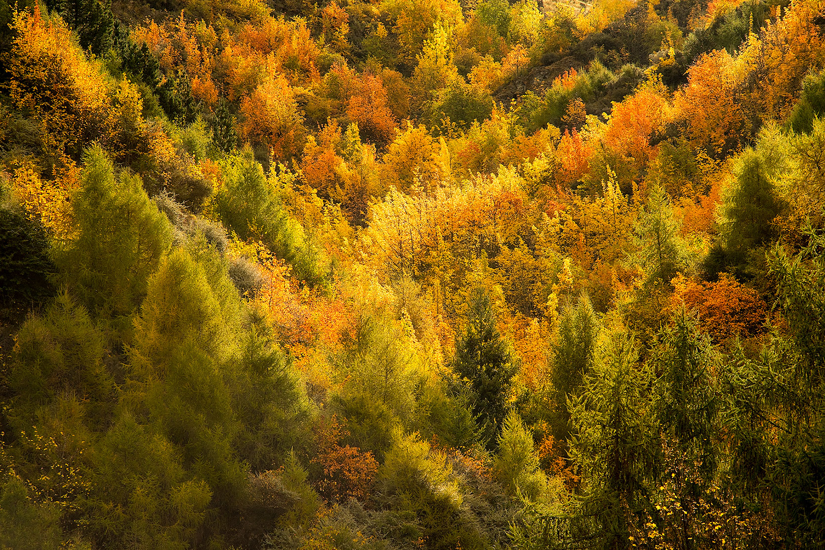 FallArrowtown.jpg